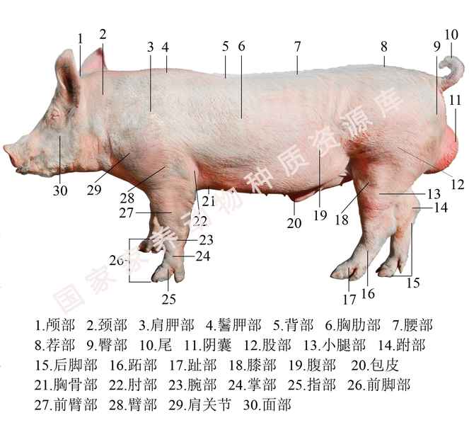 国家家养动物种质资源库